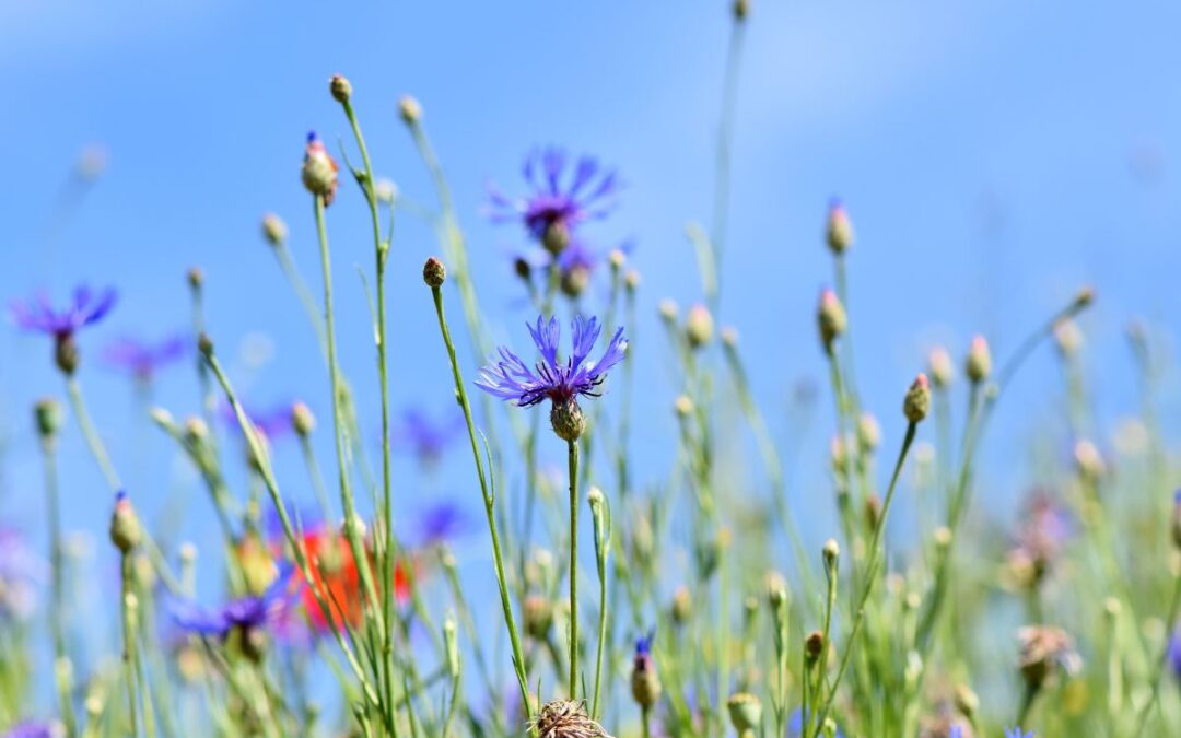 Welcome to the new Natural Organic Cosmetics Blog