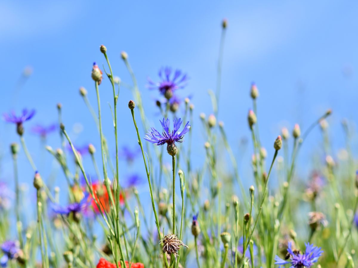 Benvenuti nel nuovo Blog CosmeticaNaturaleBio.com